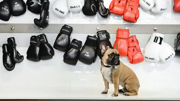 A dog in front of UNDRCARD boxing gloves